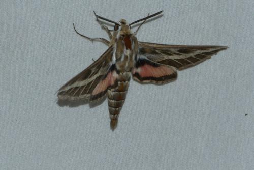 Hyles livornica